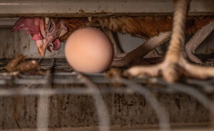 The Humane League: As 2025 Deadlines Hit, Subway, Wendy's, Crumbl Face Scrutiny Over Cage-Free Egg Failures Amid Bird Flu Crisis