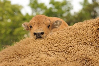 Bison at Land Between the Lakes grasslands