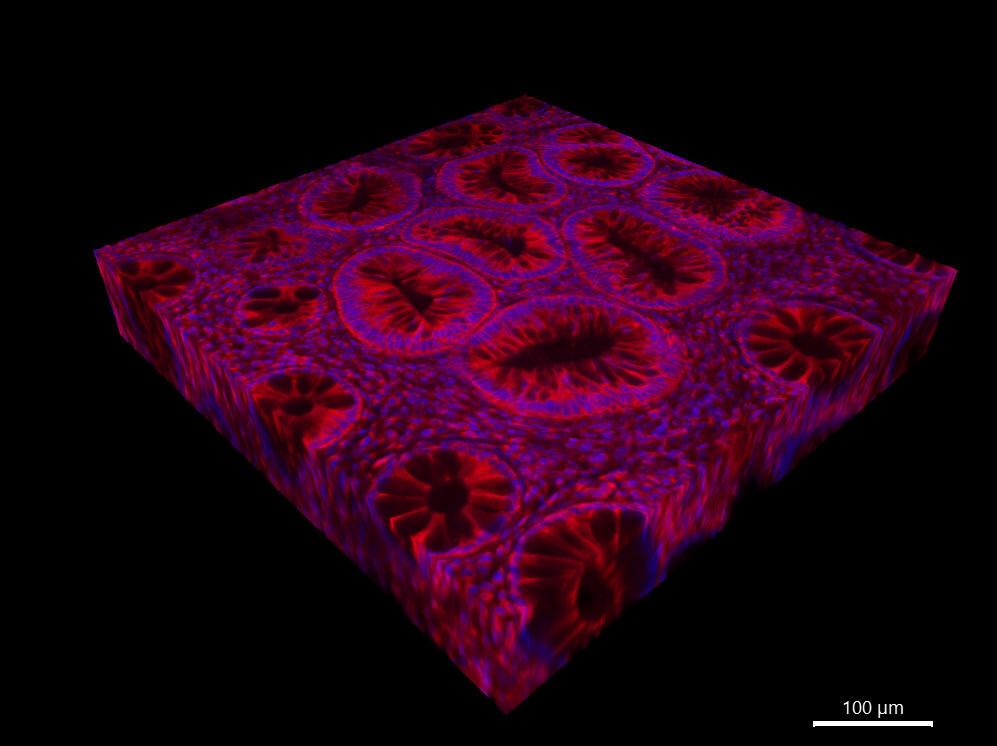 Unable to view the image, Please provide a valid URL.