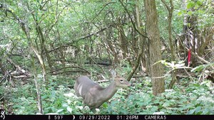Healthy Forests Require Combined Deer and Invasive Shrub Control