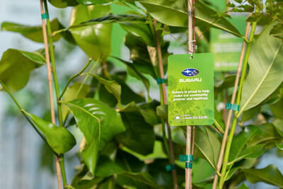 Subaru of America and Arbor Day Foundation tree donation distribution events will take place throughout the regional 2025 planting season. Anyone can visit Subaru.com/earth to find a participating retailer and reserve a tree on a first-come, first-served basis, though quantities are limited. Once reserved, customers will be given specific instructions on when to pick up a tree and how to plant and maintain it on their property.