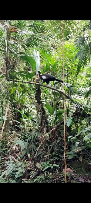 Do fruto à floresta: como a palmeira-juçara está ajudando a salvar a jacutinga