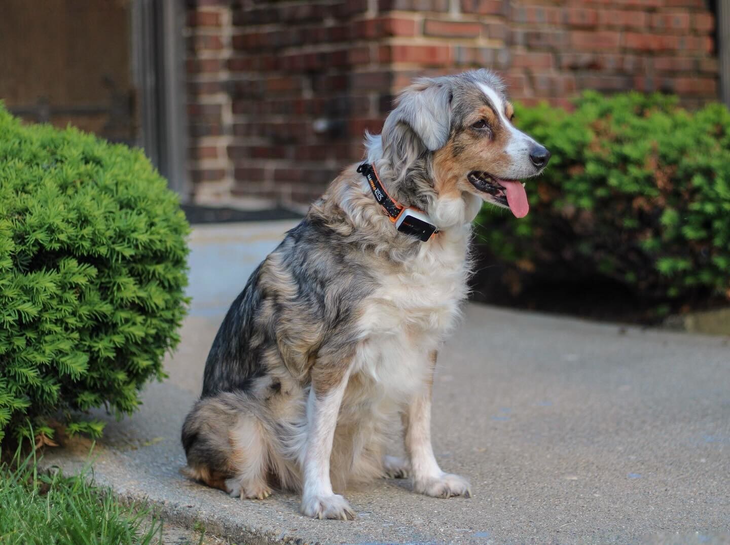 Healthy Pet Routines Start with Pawfit Trackers