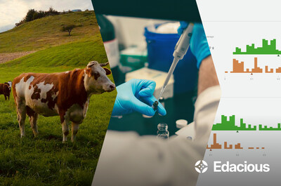 An image showing the sequence from a cow in pasture to lab measurements to software reporting tools by Edacious.