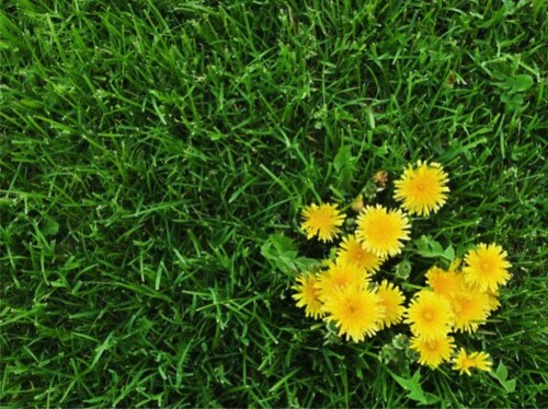 Dr. Green Services alerts homeowners to rising weed activity this spring in Chicago-North Indiana