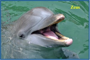 Dolphin Mimics 4 Vowels: The Fundamental Sounds of all Human Languages