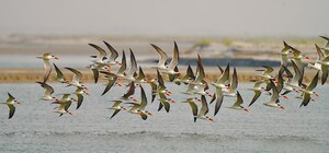 Rare Indian Skimmer Sighting at Haiderpur Wetland by The Art of Living Sparks Hope
