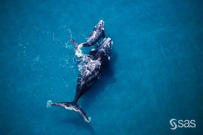 Two whales swimming. Two whales swimming.