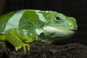 Critically Endangered Fijian Iguanas Rescued From Illegal Trafficking in Spain Arrive at San Diego Zoo for Expert Care