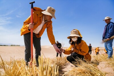 Haloxylon ammodendron trees combat desertification through drought resistance and sand stabilization (PRNewsfoto/Yutong Bus)