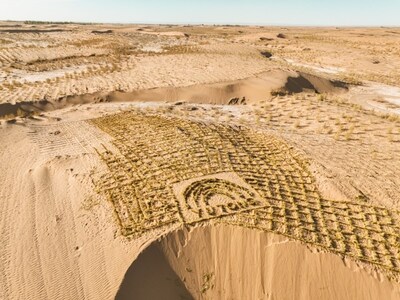 The Haloxylon ammodendron forest planted by Yutong in Minqin, China. To date, Yutong has planted over 31,000 Haloxylon ammodendron trees (PRNewsfoto/Yutong Bus)