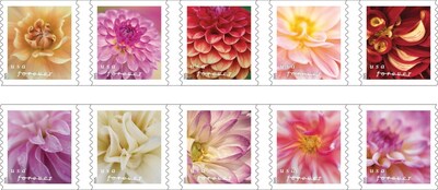 Picturesque Dahlias Beautifully Bloom on New Stamps