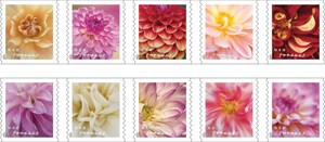 Picturesque Dahlias Beautifully Bloom on New Stamps