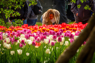 Admission is Free, Guided Tour Experience available for $20/pp (CNW Group/Canadian Tulip Festival)