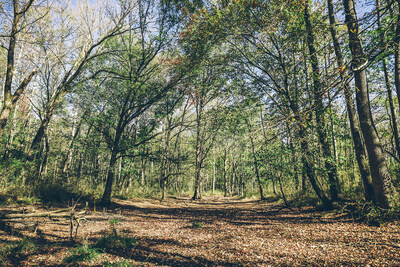 high-quality forest carbon credits for companies looking to reduce carbon emissions through NativState's ACR 801 project