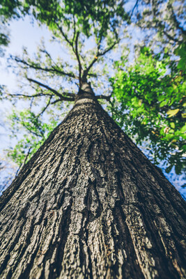 NativState's third verified high-quality forest carbon projects has been released. Carbon credits are available to companies looking to reduce their carbon emissions with high-quality nature-based carbon credits.