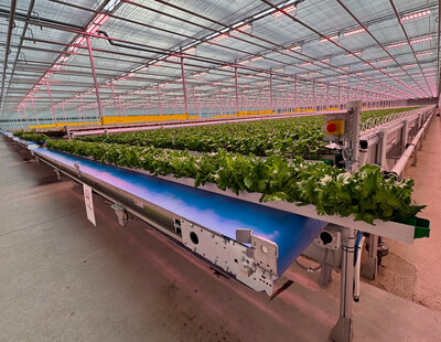 Lettuce ready for harvest