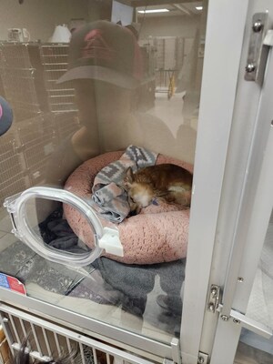 Because of her size and severity of poisoning, Love Bug was placed in an oxygen chamber while recuperating from eating toxic reef fish.