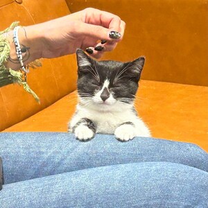Orlando Cat Café Franchise Expands as Demand for Cat-Centric Businesses Booms