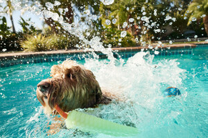 Petco's New Summer Collection Brings Exclusive, On-Trend Must-Haves for Pets