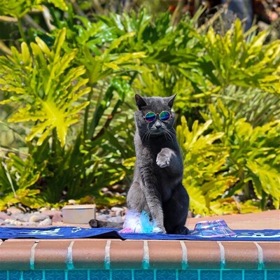 Cat fashionistas can partake in the summer fun and shimmer in iridescent items ranging from glasses and hats to collars and harnesses.