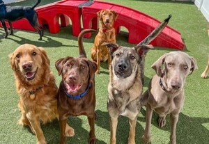 CAMP BOW WOW® CELEBRATES 25 YEARS OF HAPPY CAMPERS WITH BRAND REFRESH, NATIONAL PET PARENT SURVEY