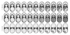 Concerto Biosciences Maps Skin Microbial Interactions Through Millions of Tested Combinations