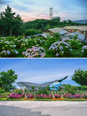 韓國頂級繡球花節重返蔚山南區----2025年長生浦繡球花節將會舉行
