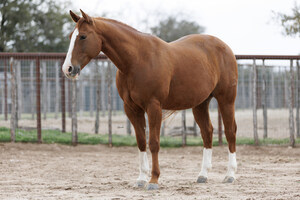 Bosque Ranch Enters Strategic Partnership With Tribute® Equine Nutrition