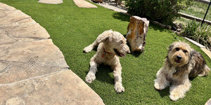 Evergreen Synthetic Grass Transforms Pet-Friendly Colorado Backyard