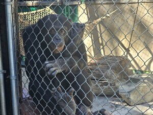 Chimpanzee Sanctuary Northwest Takes in Seized Chimpanzee Living Alone at West Coast Game Park Safari
