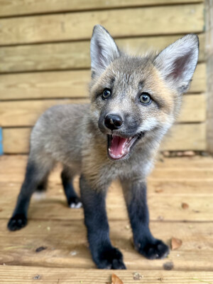 Pawsitive Beginnings expands its animal-assisted therapy network with new partner and fox addition