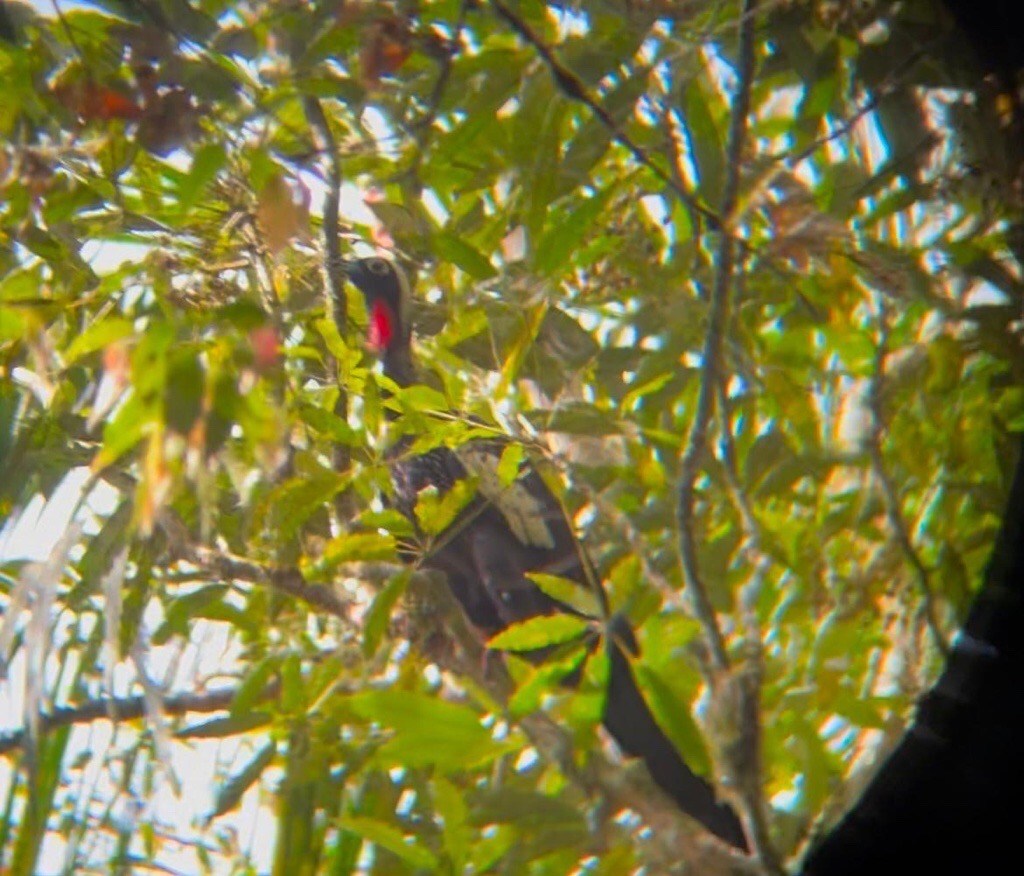 Unable to view the image, Please provide a valid URL.