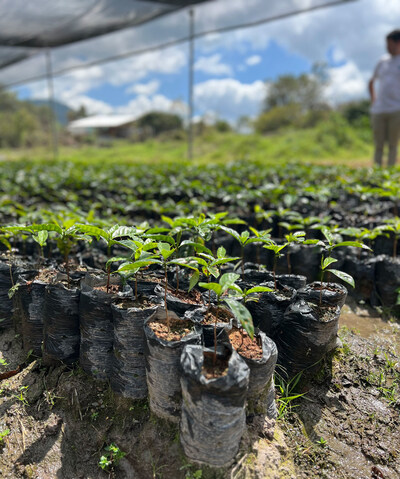 A nursery of coffee trees on a Honduran farm.