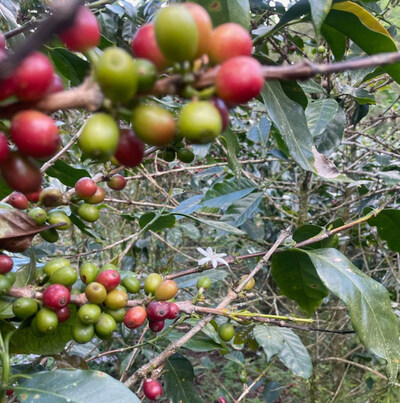 Coffee cherries in Honduras.