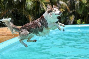 Swimply® Makes a Splash with New Pet Swim Category