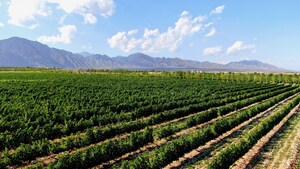 Xinhua Silk Road: Yinchuan apoia o setor de vinícola da China na expansão global