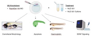 NUZ-001 Shows Promise in Zebrafish Model of Huntington's Disease