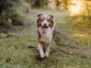 Sparkle Strengthens Midwest Pawprint with New 20-Unit Development Agreement