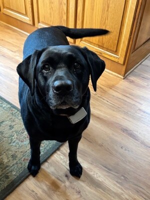 Dog Nearly Dies from Ingesting Multiple Sclerosis Medication