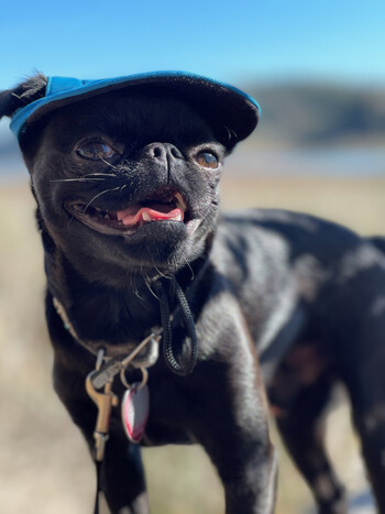 Dog Days of Summer Dog Days of Summer