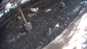 Open Wing Alliance: Undercover Footage Links Retail Giant to Abusive Supplier in Mexico