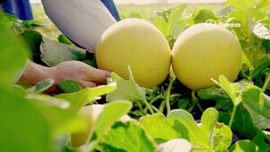 Bayer apresenta novas soluções de manejo e cultivares na 30ª Hortitec