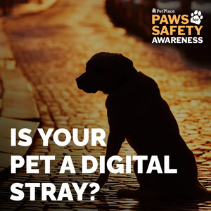 LOST PET &amp; MICROCHIP AWARENESS: DON'T LET YOUR PET BE A DIGITAL STRAY THIS SUMMER