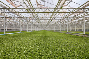 Little Leaf Farms Accelerates Growth with New Tennessee Campus