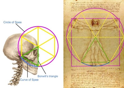 「ダビンチ: The Anatomy of Man」 Leonardo Da Vinci The Anatomy Of Man