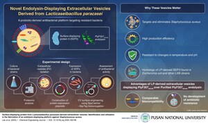 Pusan National University Study Reveals Engineered Bacterial Vesicles to Combat Antimicrobial Resistance