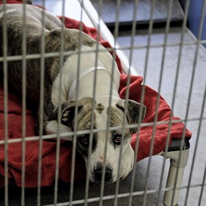 The Little Red Dog Launches July Fundraiser and Holiday Safety Tips