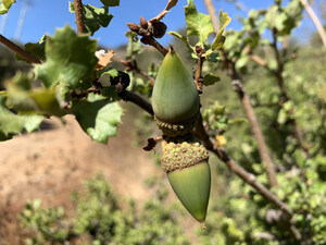 First Plants Introduced to San Diego Zoo Wildlife Alliance's Frozen Zoo®