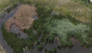 Drone Herbicide Applications Prove Effective for Common Reed Control